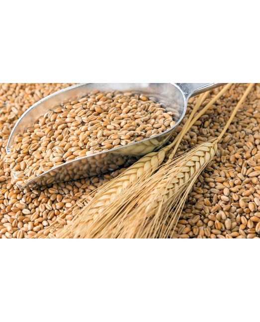 Зерно фуражное - пшеница, 30кг